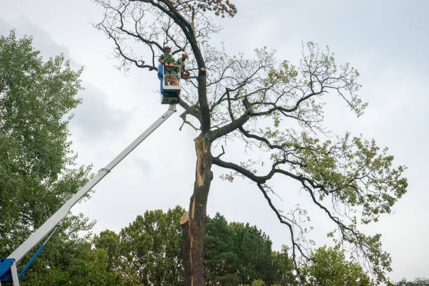 Best Tree Root Removal  in Indian Head, MD